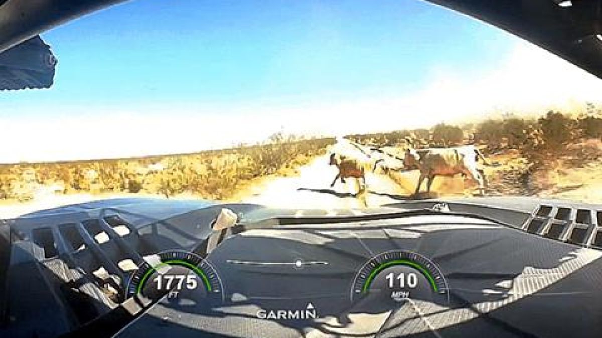 Зрелище! Какво се случва, когато крава бъде блъсната от кола със 180 км/ч (ВИДЕО)