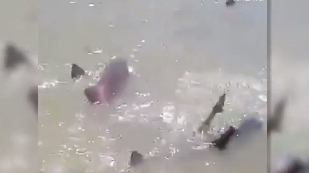 Тръпки да те побият! Туристи заснеха необичайно ВИДЕО с акули