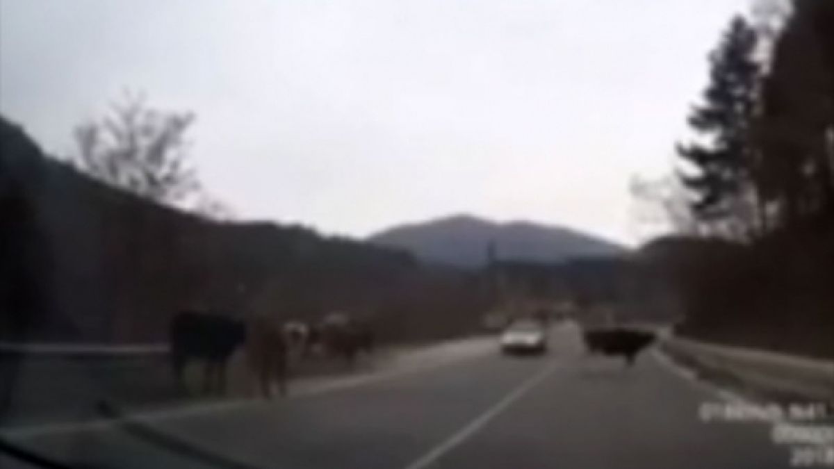 Внимание! Огромна опасност дебне на пътя Добринище-Гоце Делчев (ВИДЕО)