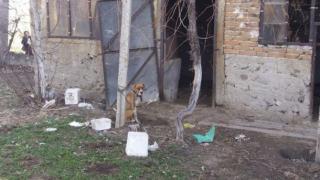 Питбулът убиец отърва кожата, засега