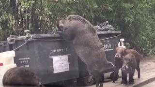 Звяр мутант броди из улиците на Хонконг, местните са направо в ужас (ВИДЕО)