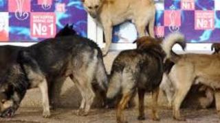 Кошмар в Трън! Глутница бездомни псета нападнаха малко момченце 