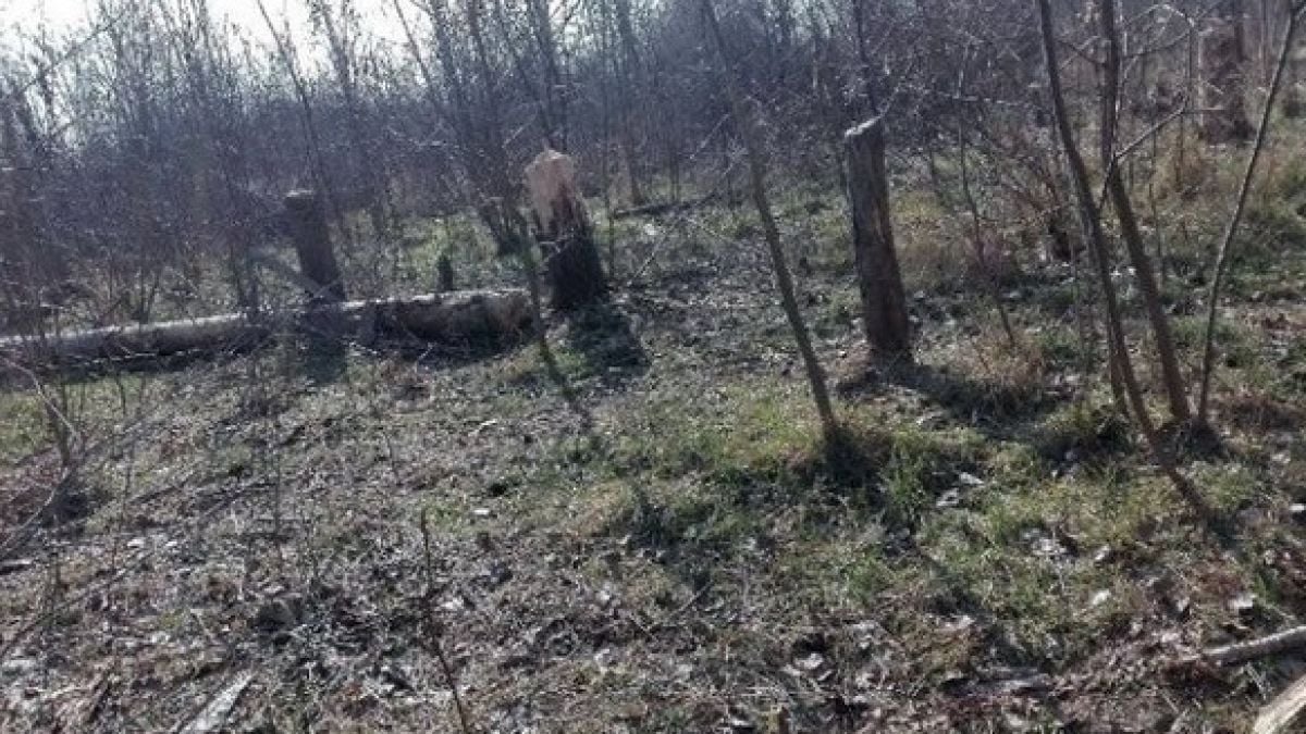 Роми устроиха истински погром в Психиатричната болница в Раднево, нарамиха брадвите, а после... 