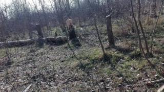 Роми устроиха истински погром в Психиатричната болница в Раднево, нарамиха брадвите, а после... 