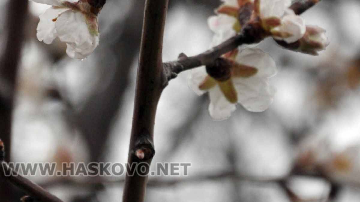 В Хасково вече се радват на първите цъфнали дръвчета (СНИМКИ)