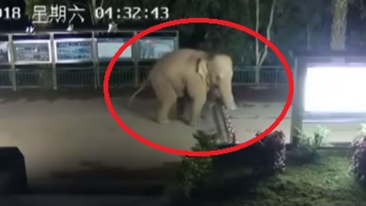 Подобно бягство през граница рядко може да се види (ВИДЕО)