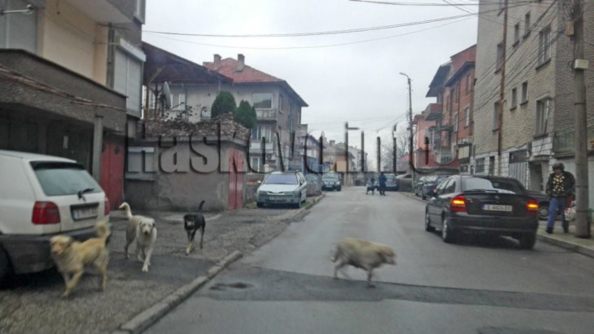 Глутници бездомни псета стресират хасковлии (СНИМКА)