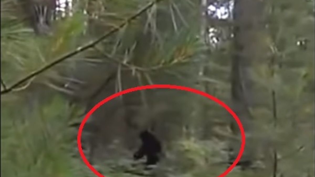 Турист засне самката на Йети с двете им деца в дебрите на Мичиган (ВИДЕО)