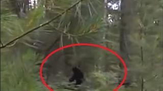 Турист засне самката на Йети с двете им деца в дебрите на Мичиган (ВИДЕО)