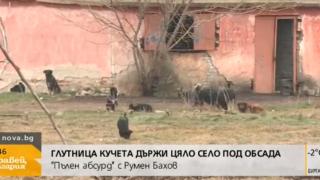 Ужас в Пловдивско! Глутница кучета държи цяло село под обсада (ВИДЕО)
