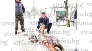 Преди дни около 10 часа сутринта Петър и Илия пребориха 73-килограмово чудовище! 20 минути се бориха с близо 3-метровия звяр