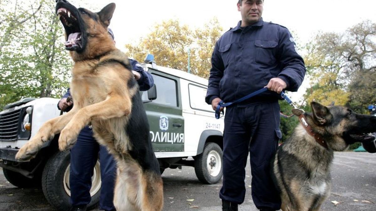 Див екшън в Бургаско! Полицаи със следово куче погнаха опасна банда 
