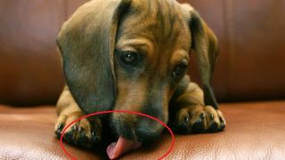 Мрачна медсензация в Нюпорт: Най-добрият приятел на човека буквално може да го убие с едно докосване