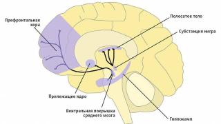 Учени сканираха любовта и я показа на СНИМКА 