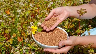 Елдата е незаменим помощник при тези 10 болежки