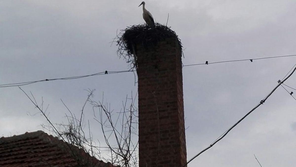 Пролетта е вече тук! Първият щъркел пристигна във Вършец (СНИМКА)