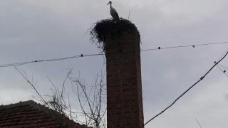 Пролетта е вече тук! Първият щъркел пристигна във Вършец (СНИМКА)