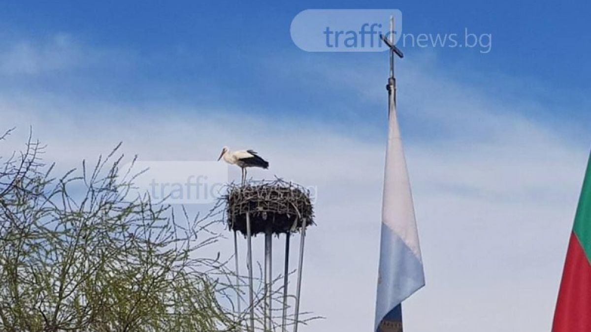 Първият щъркел донесе пролетта в Пловдив (СНИМКИ) 