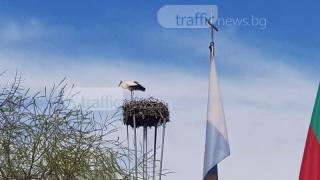 Първият щъркел донесе пролетта в Пловдив (СНИМКИ) 