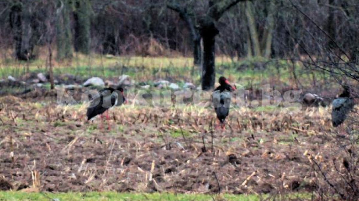 Рядко срещани предвестници на пролетта се появиха край монтанско село (СНИМКА)