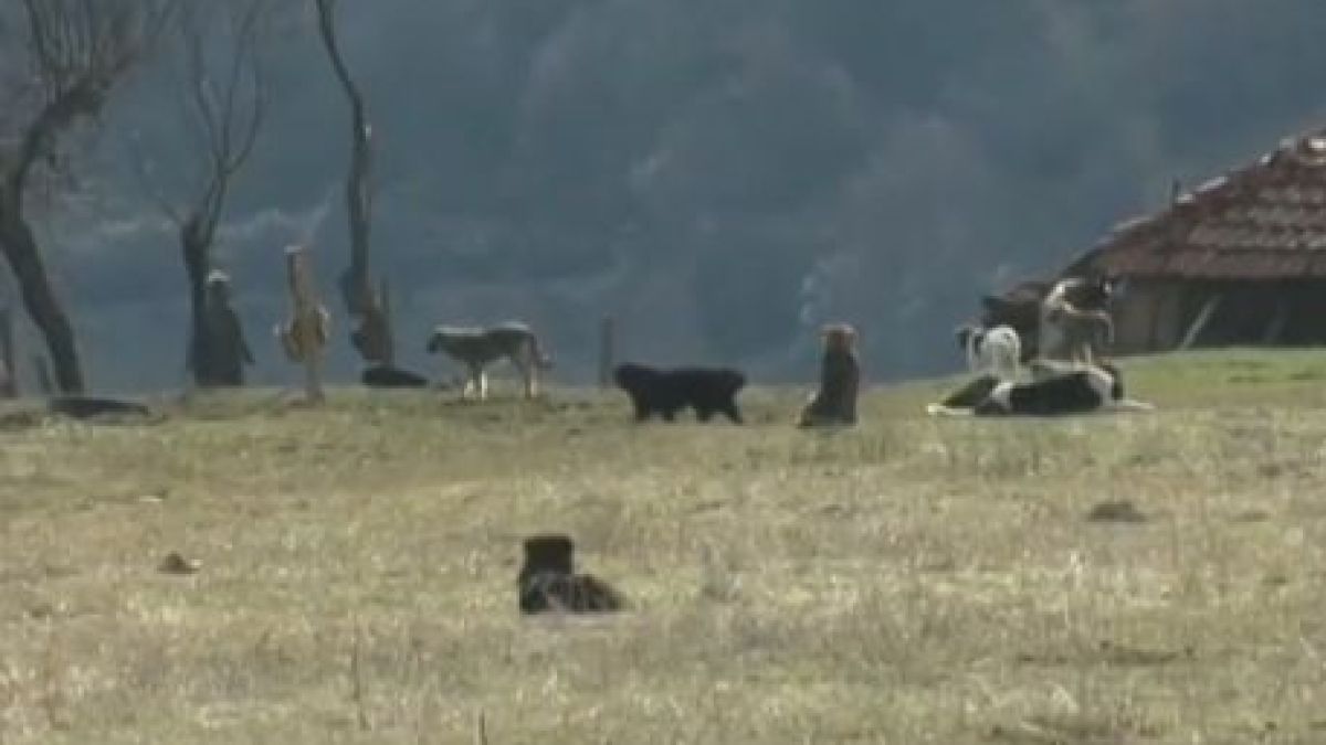 Повече от 10 години жителите на благоевградското село Логодаж живеят в неописуем страх