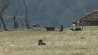 Повече от 10 години жителите на благоевградското село Логодаж живеят в неописуем страх