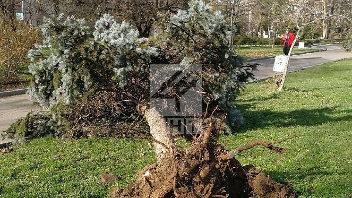 С очите на очевидец: Вижте щетите от стихийния вятър, обрулил София (ГАЛЕРИЯ)
