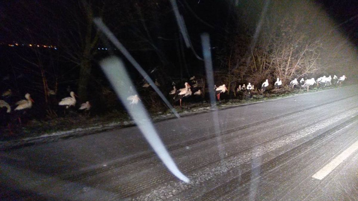 Времето шашна щъркелите! Цели ята нахлуват в къщите на хорaта, спят по леглата им! (СНИМКИ)