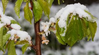 Големи щети на овошките в Североизточна България 