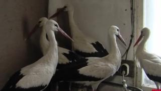 Ако решите да спасявате премръзнали щъркели – ето какво трябва да знаете