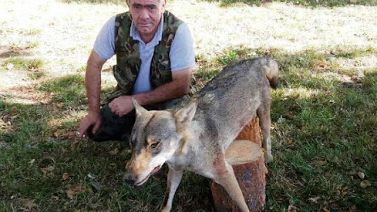 Опасни хищници хвърлиха в паника родопско село, нападат посред бял ден 