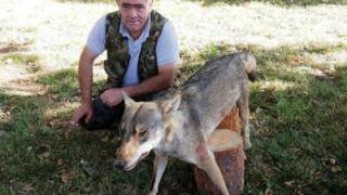 Опасни хищници хвърлиха в паника родопско село, нападат посред бял ден 