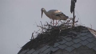 Упорит щъркел промени тотално плановете на кмета, разгневен от новата педерастия 