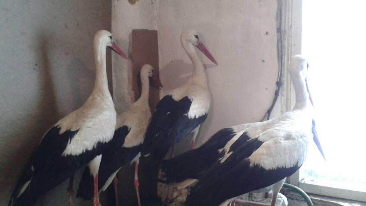 Държавата се сети за спасителя на щъркели от силистренското село Зарица (СНИМКИ)