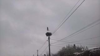 РИОСВ – Бургас провери щъркелите край Айтос и установи, че... 