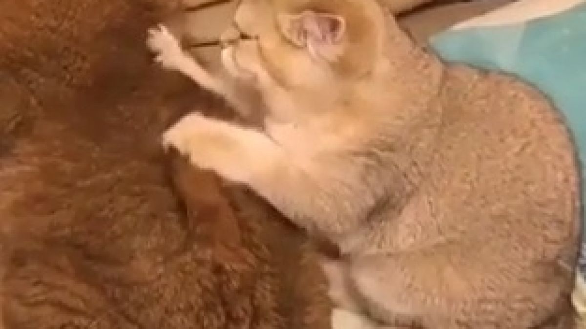 ВИДЕО с котешки масаж докосна интернет потребителите 
