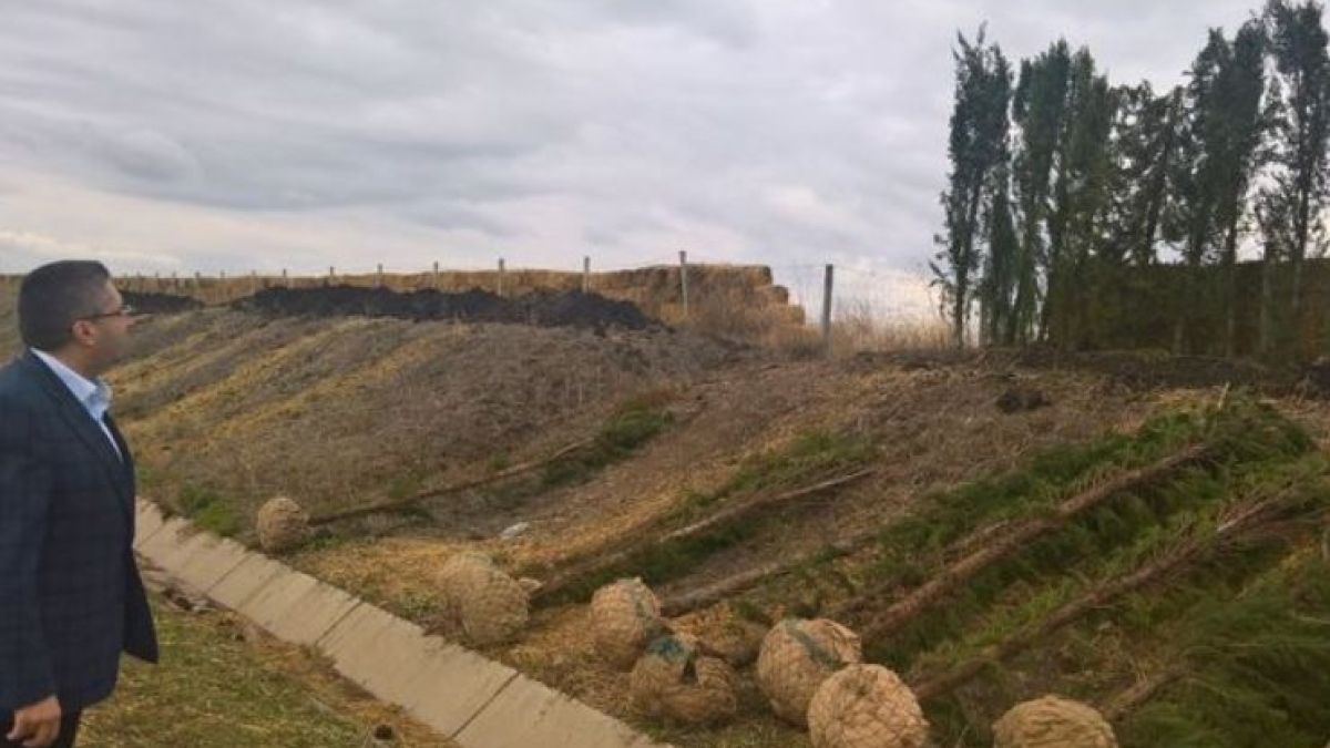 Кипарисите на „Тракия“ пострадаха от крадливи набези, възстановяват ги с държавни пари 