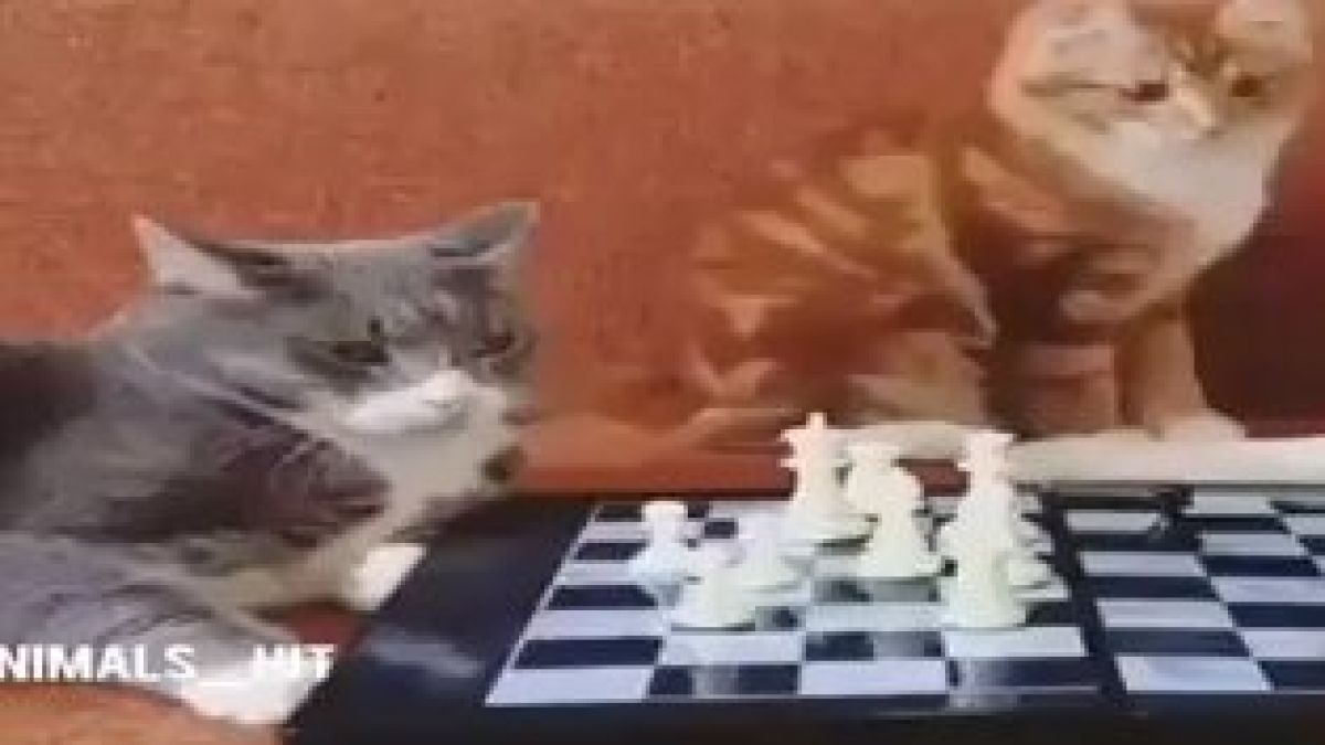Забавно ВИДЕО: Игра на шах между две котки и куче завърши неочаквано