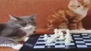Забавно ВИДЕО: Игра на шах между две котки и куче завърши неочаквано