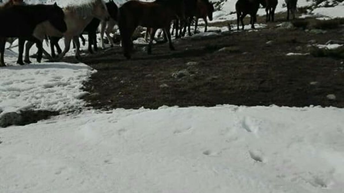 Тази потресаваща гледка не е за хора със слаби нерви! Коне умират от глад ето на това място в България (СНИМКИ 18+) 