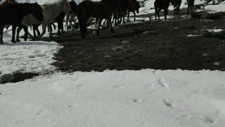 Тази потресаваща гледка не е за хора със слаби нерви! Коне умират от глад ето на това място в България (СНИМКИ 18+) 