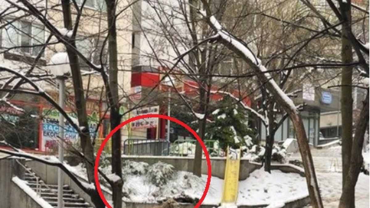 Такова животно не беше виждано в центъра на Шумен от незапомнени времена (СНИМКИ)