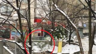 Такова животно не беше виждано в центъра на Шумен от незапомнени времена (СНИМКИ)
