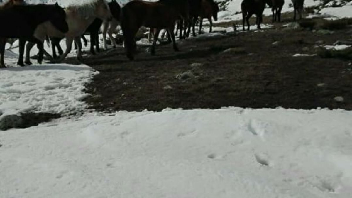 Притичват се на помощ на бедстващите коне в Осоговската планина