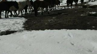 Притичват се на помощ на бедстващите коне в Осоговската планина