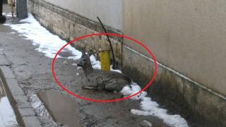 Само в БЛИЦ! Цяла София се чуди как да помогне на красиво горско животно, бедстващо в кв. Бояна, развръзката е невероятна! (СНИМКИ)