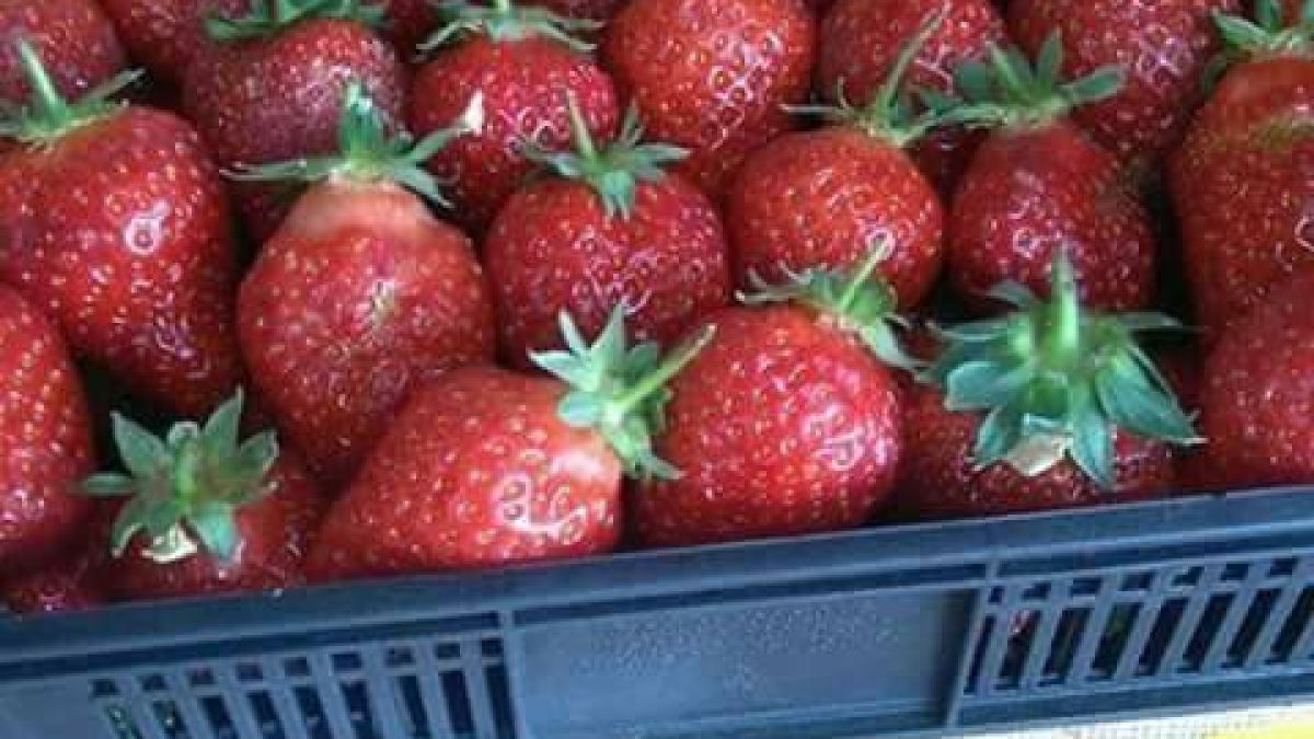 Само в БЛИЦ! СНИМКИ показаха огромната разлика в цената на ягодите в България и Германия