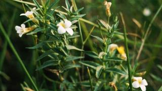 Учени от Саратов: Отровно растение убива до 90% от раковите клетки 