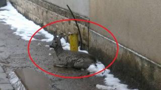 Това е спасителят на сърничката в София, който разтопи цяла България с постъпката си (СНИМКА)