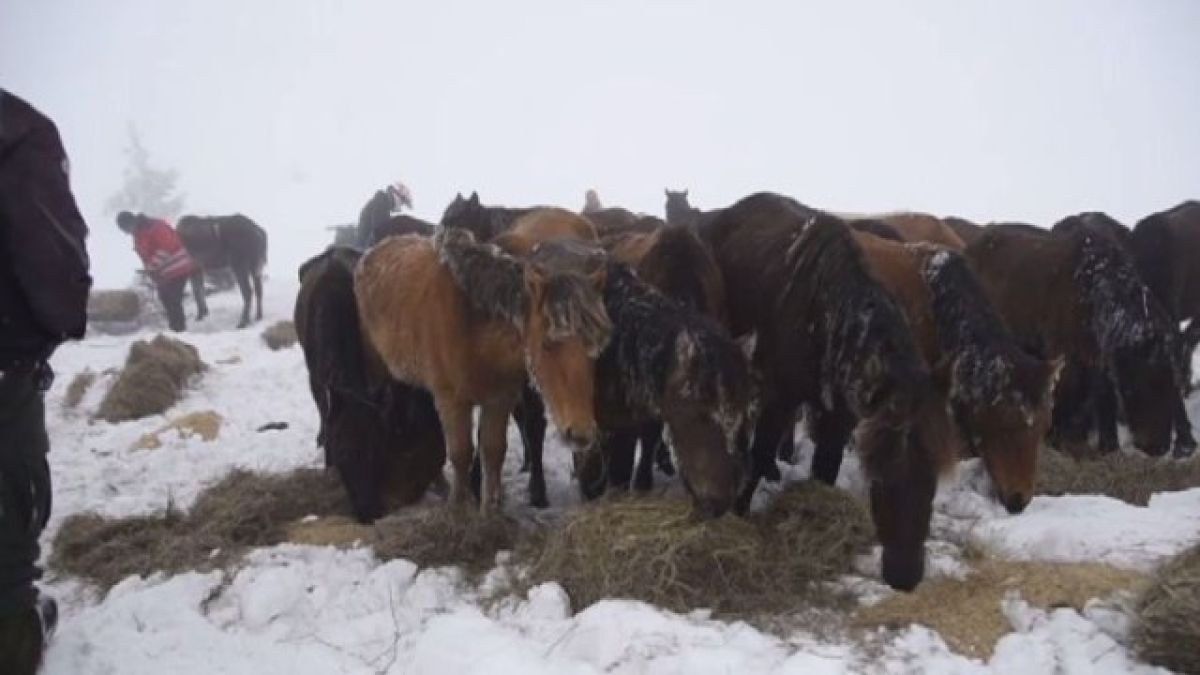 Първо уволнение след скандала с уморените от глад и студ коне в Осоговската планина 